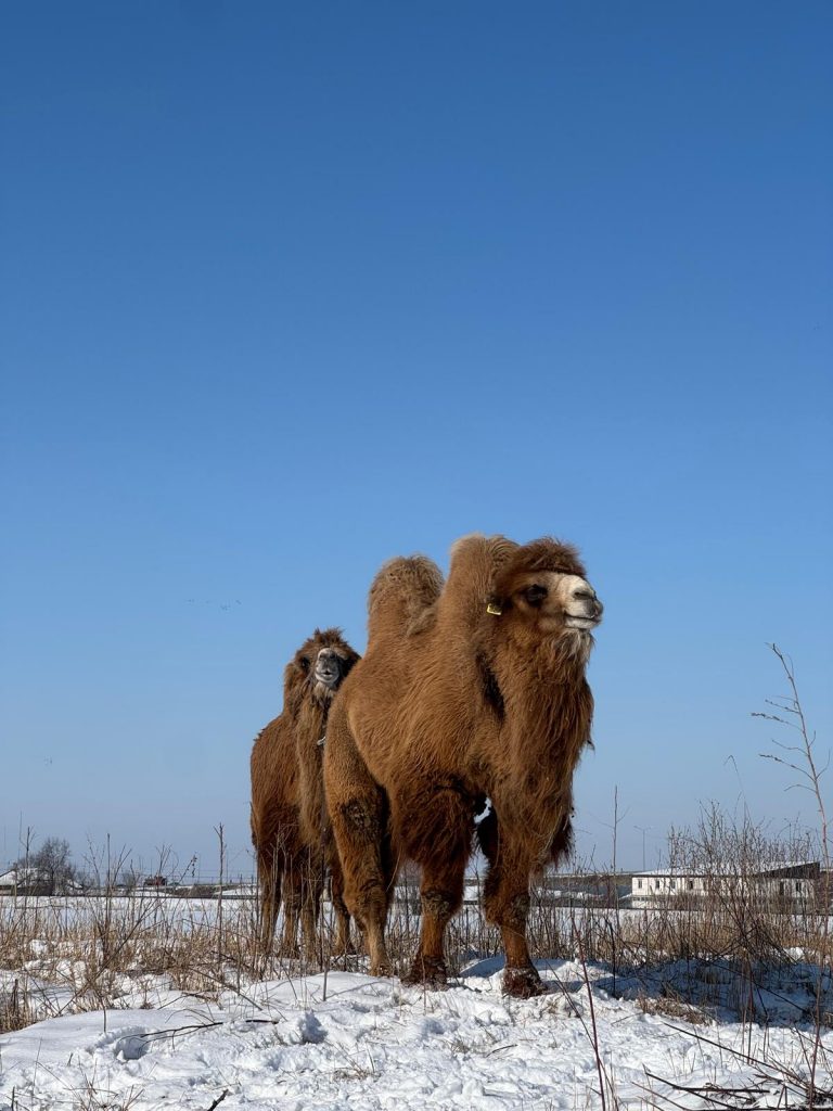 Camels in Kazakhstan