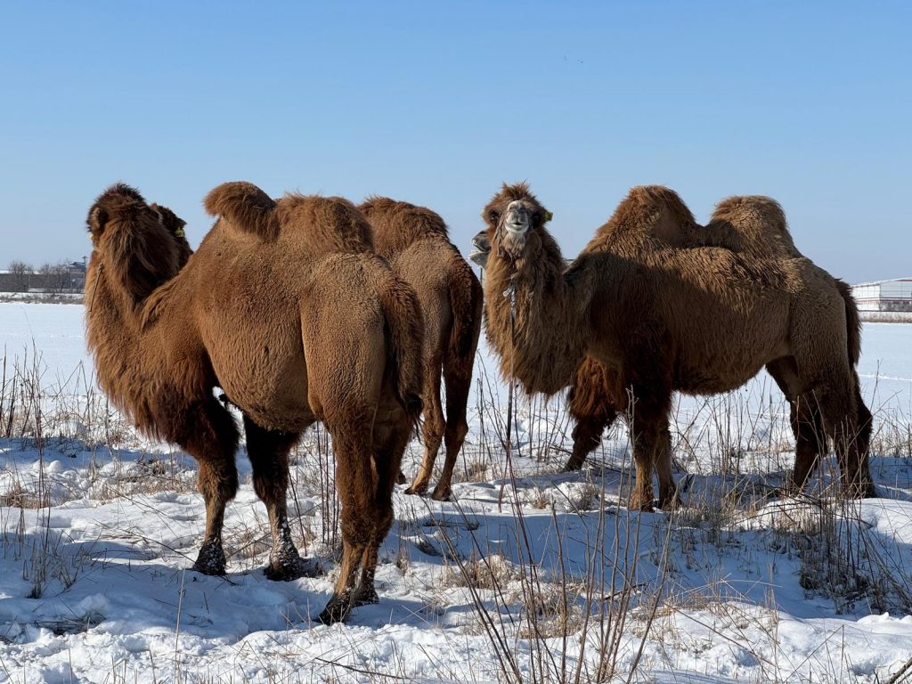 Camels in Kazakhstan