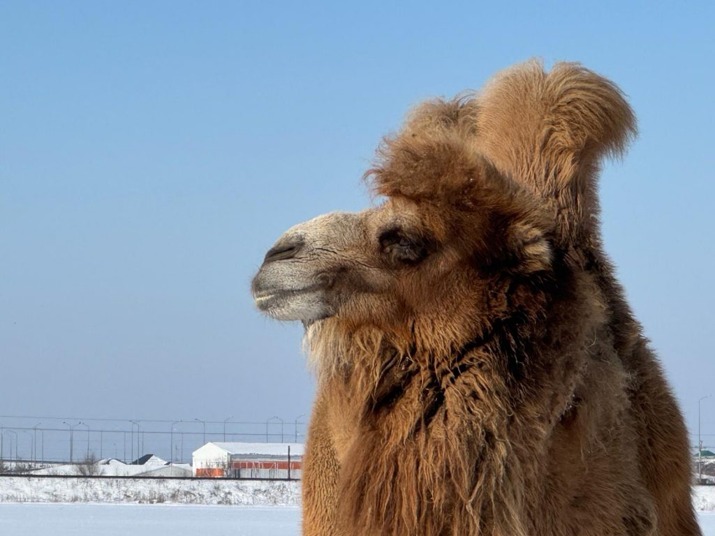 A camel in Kazakhstan