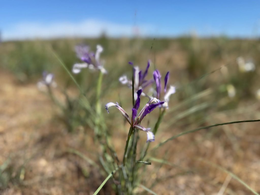 Flowers of Kazakhstan