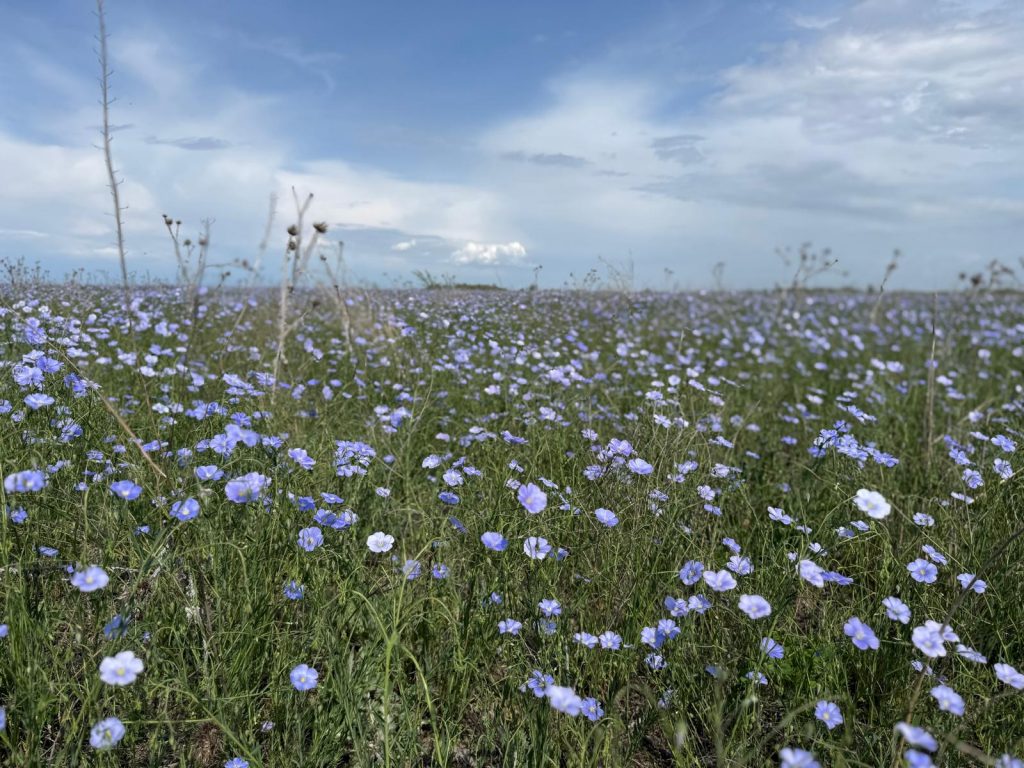Blue flowers of Kazakhstan