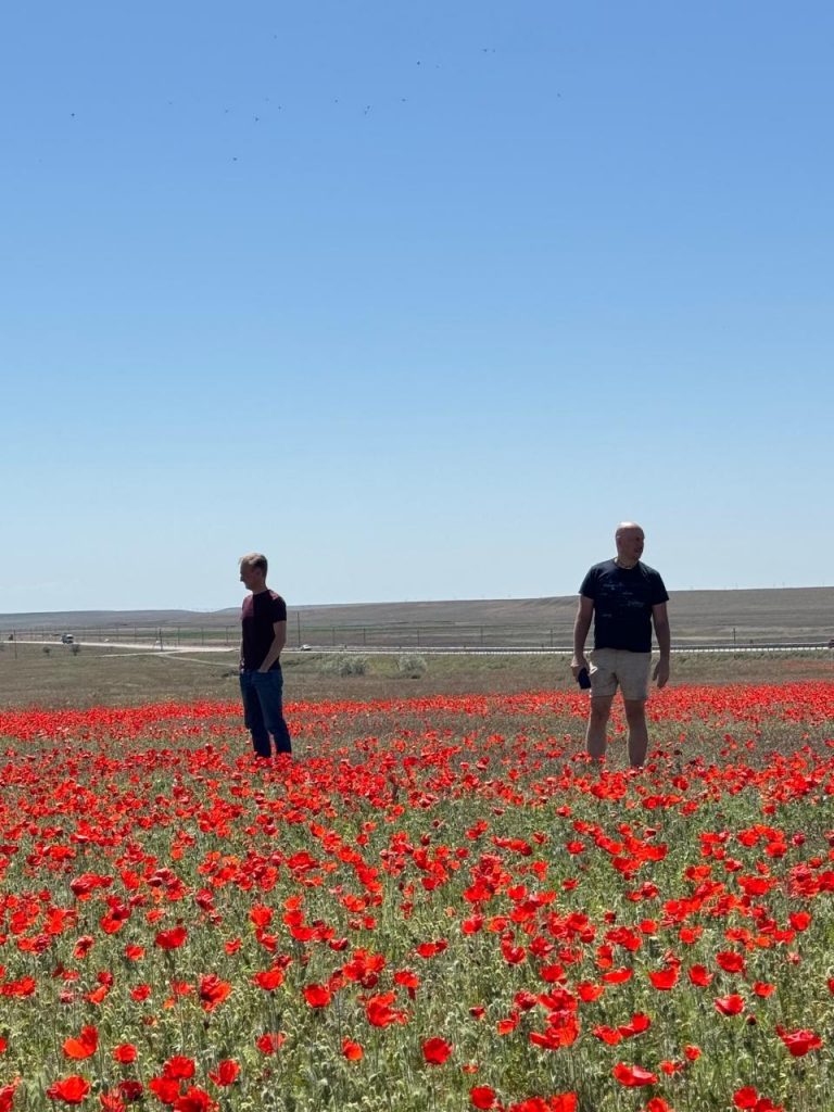 Fields of tulips in Kazakhstan