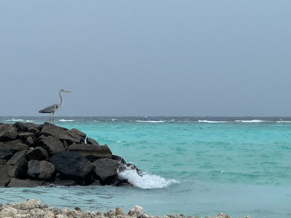 A bird of the Maldives