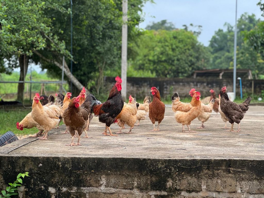 Local chickens