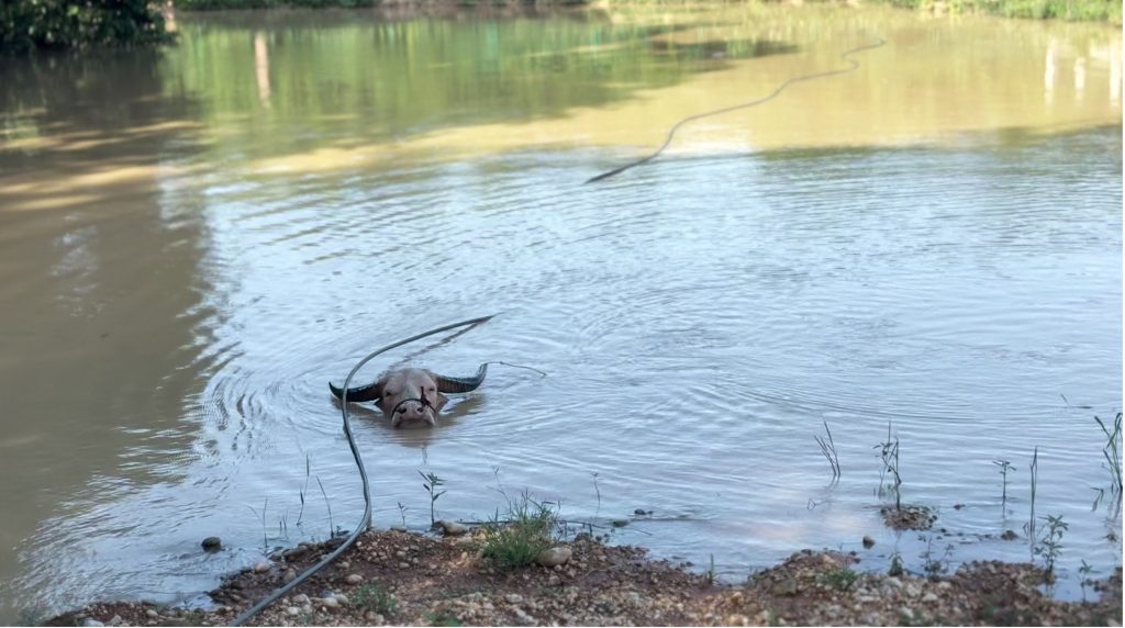 Buffalo swims and watches me